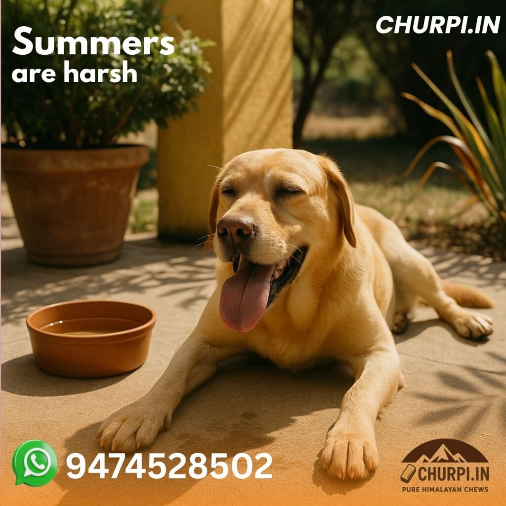 summers are harsh for dogs